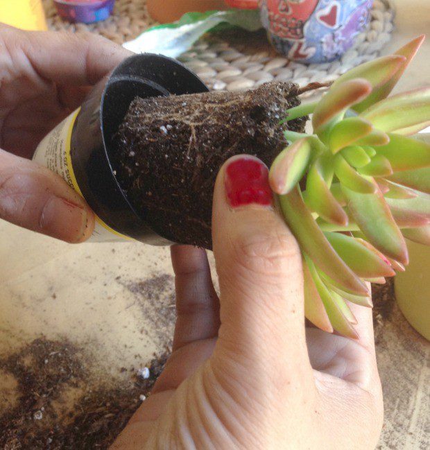 Remove succulent from container. CraftyChica.com