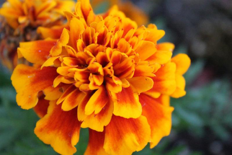 The meaning of marigolds in day of the dead