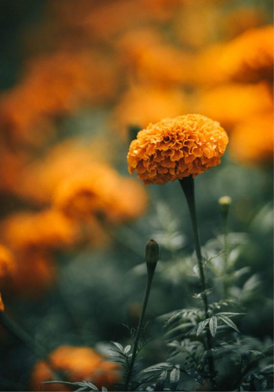 The meaning of marigolds in day of the dead #craftychica #dayofthedead