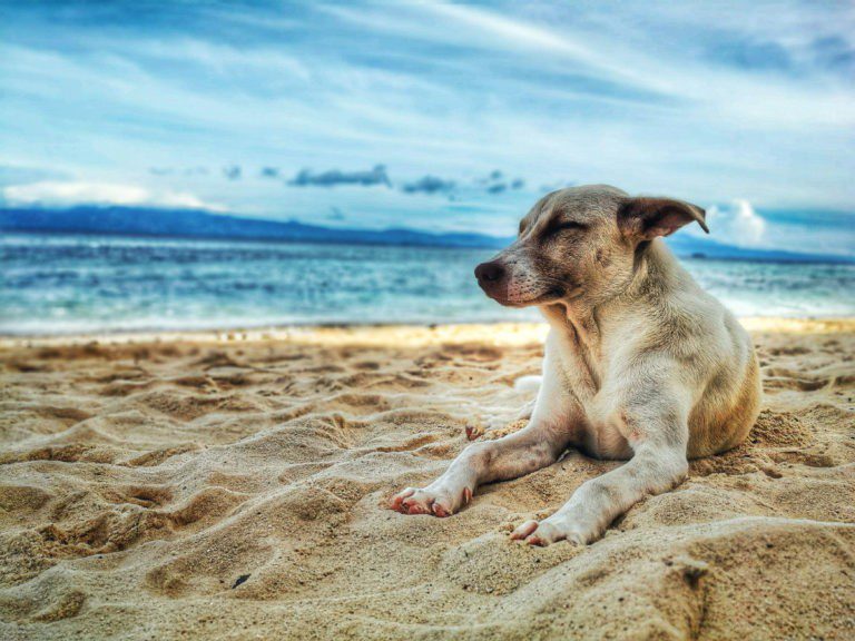 4 Tips for Taking Your Dog On Vacation The Crafty Chica