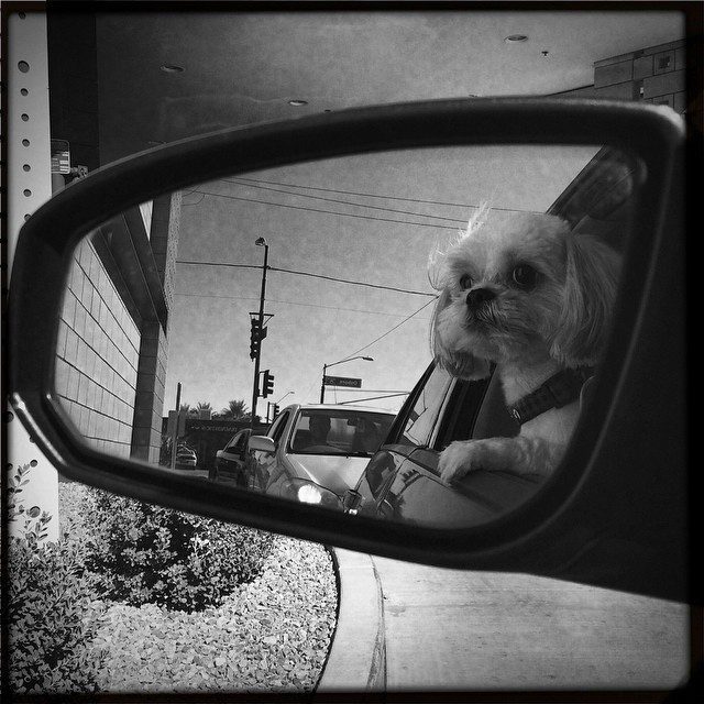 dog-car-ride