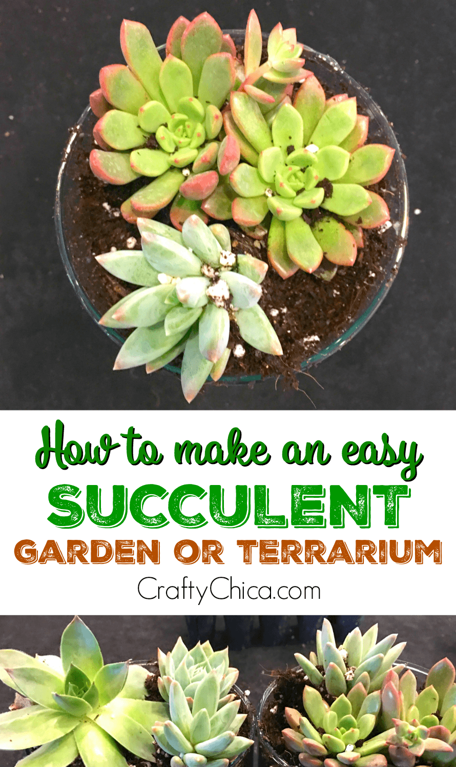 diy-succulent-terrarium