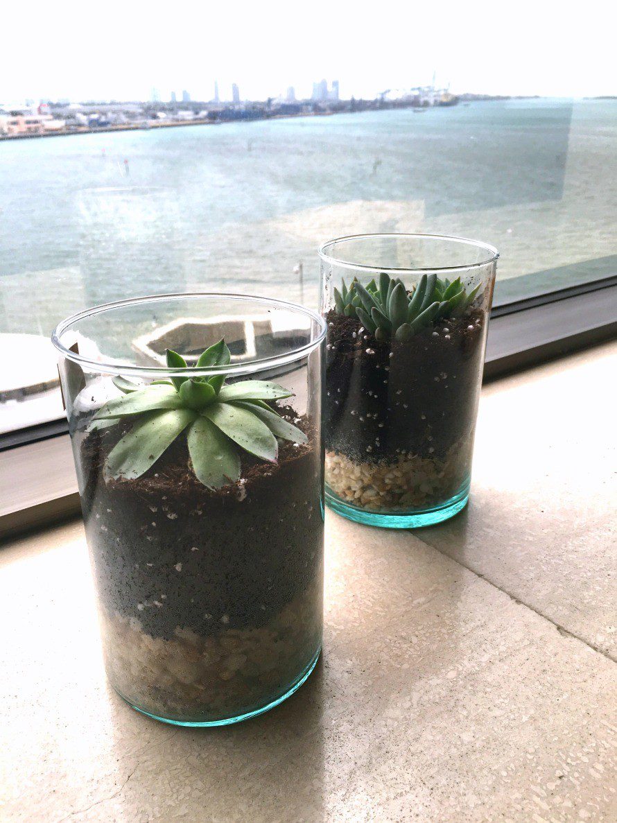 succulent-terrarium
