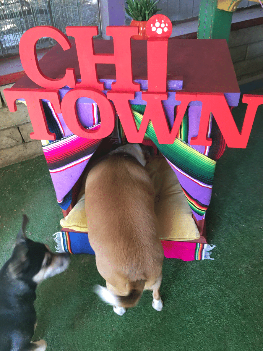 chihuahua-dog-bed4
