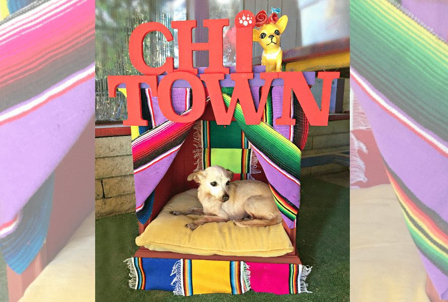 DIY Chihuahua bed, CraftyChica.com