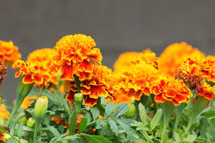 marigold-flowers