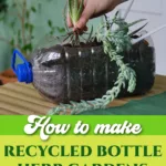 Recycled bottle herb gardens.