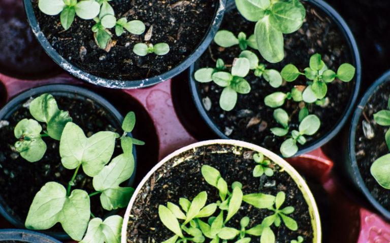 How to plant an herb garden. #craftychica #herbgarden