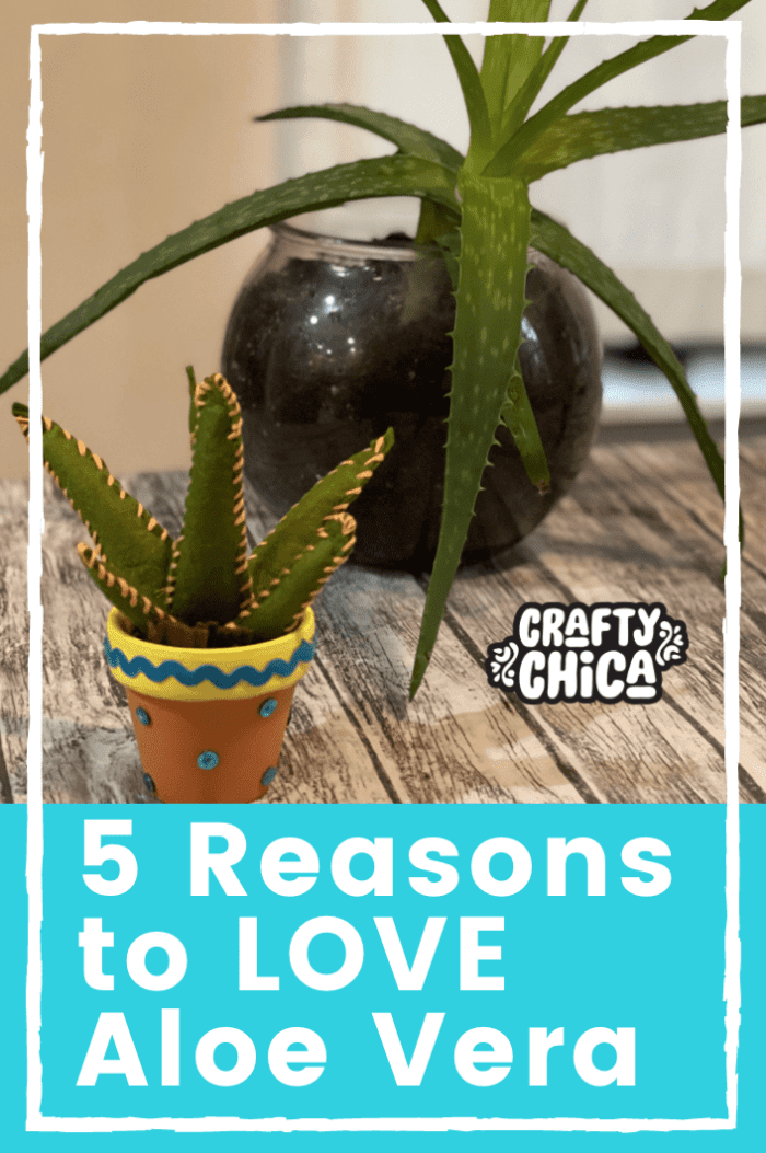 5 Reasons to Love Aloe Vera on CraftyChica.com