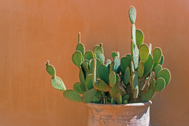 diy mexican home decor ideas